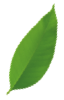 leaf 3